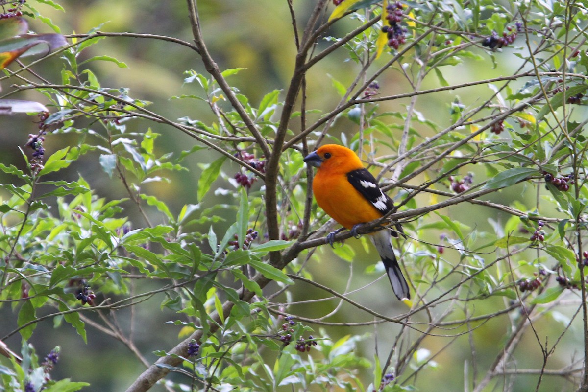 Cardinal jaune (aurantiacus) - ML138120511