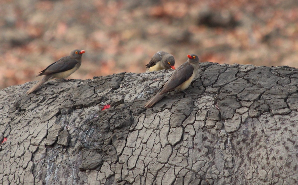 Red-billed Oxpecker - ML138120691