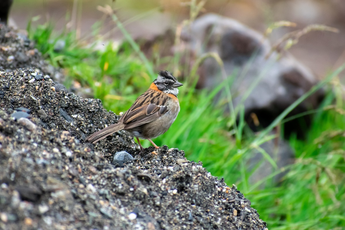 Rufous-collared Sparrow - Danny Tipton