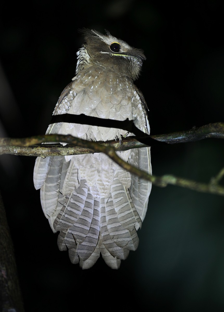 Large Frogmouth - ML138121501