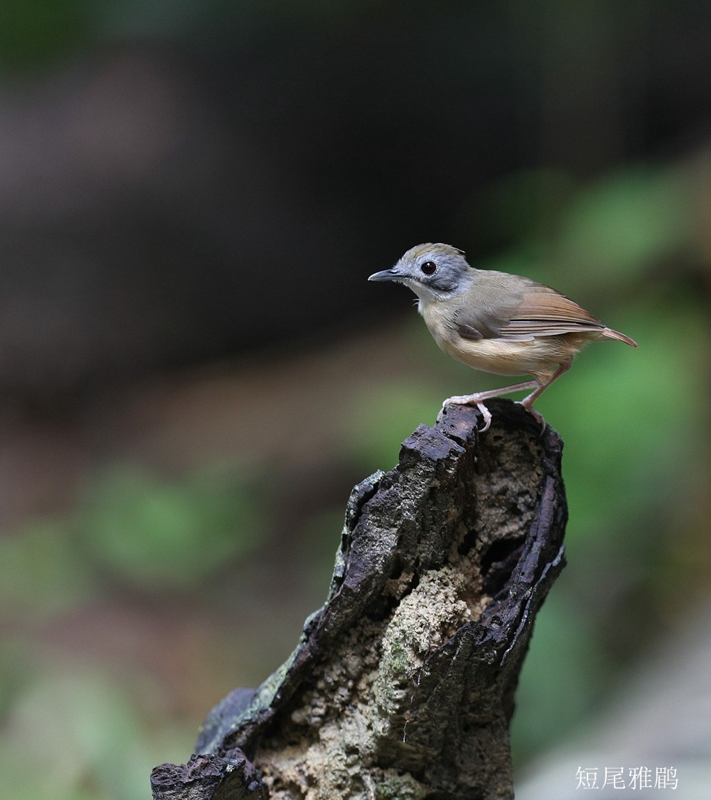 Short-tailed Babbler - Qiang Zeng