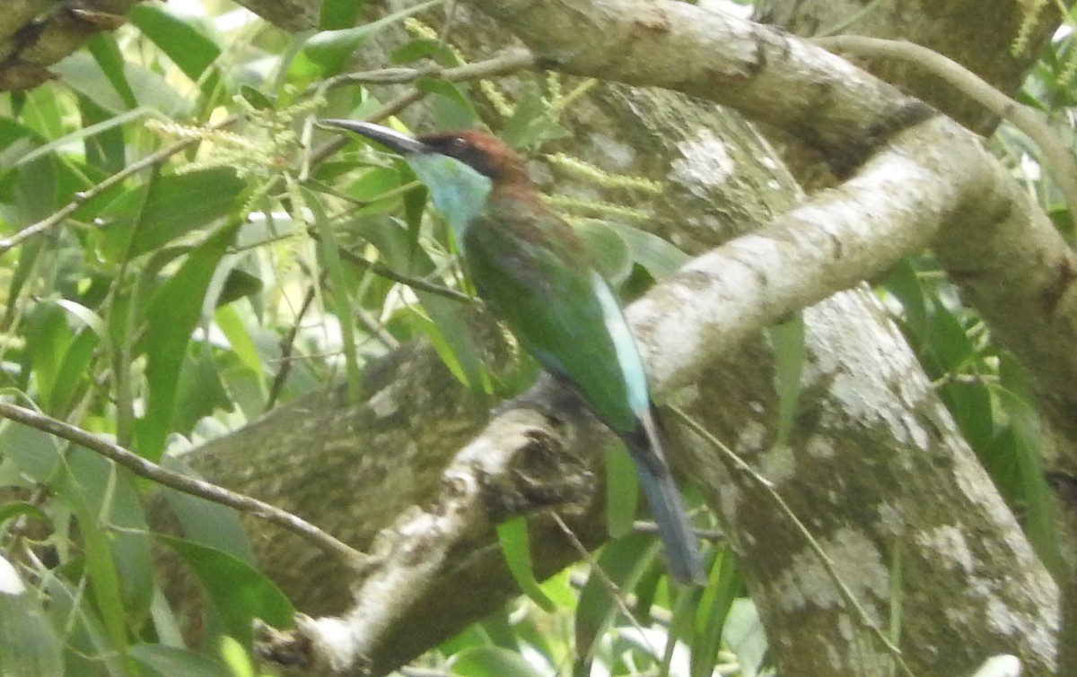 Blue-throated Bee-eater - Noam Markus