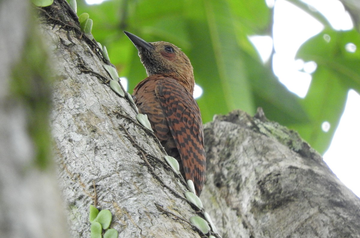 Rufous Woodpecker - Noam Markus