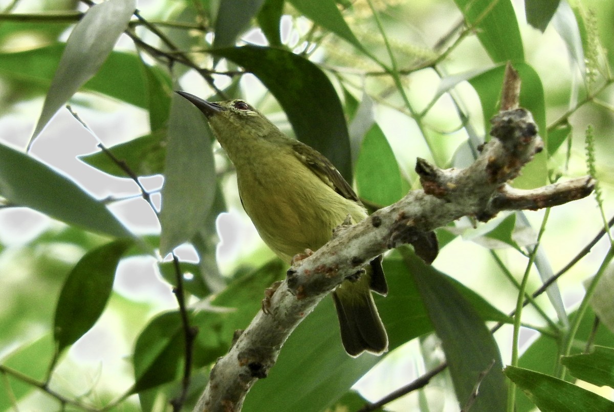 Brown-throated Sunbird - Noam Markus