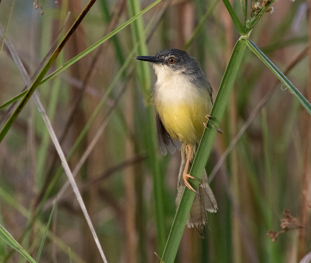 Yellow-bellied Prinia - Dave Bakewell