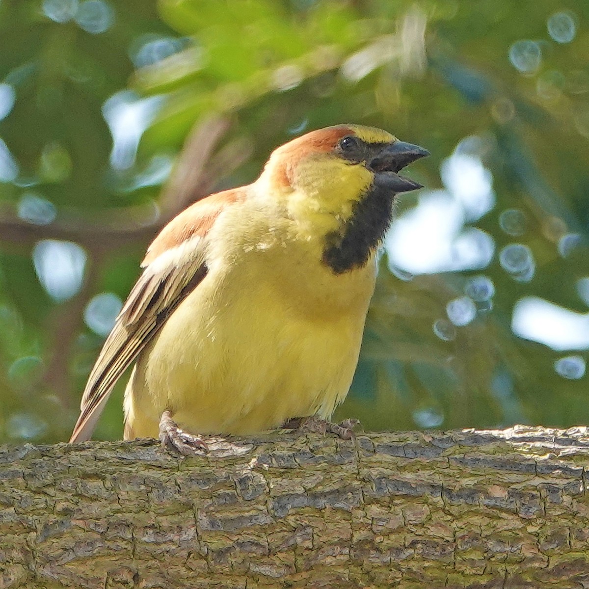 Plain-backed Sparrow - Donald Sutherland