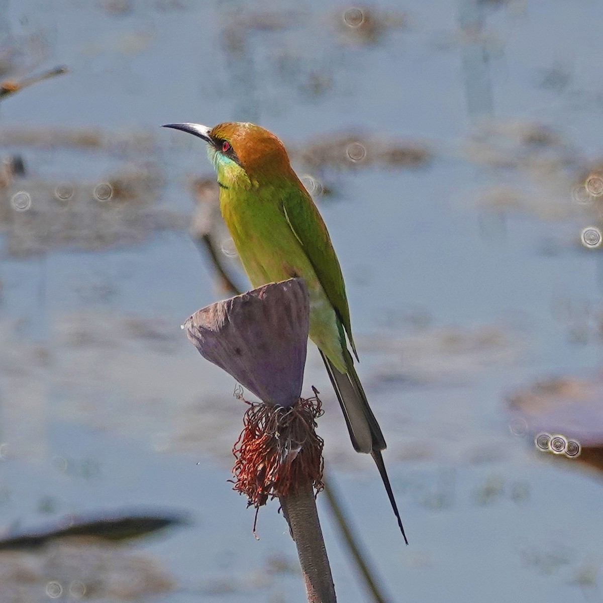 Asian Green Bee-eater - ML138128781