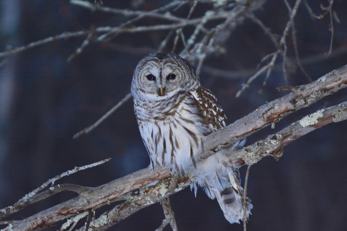 Barred Owl - ML138128951
