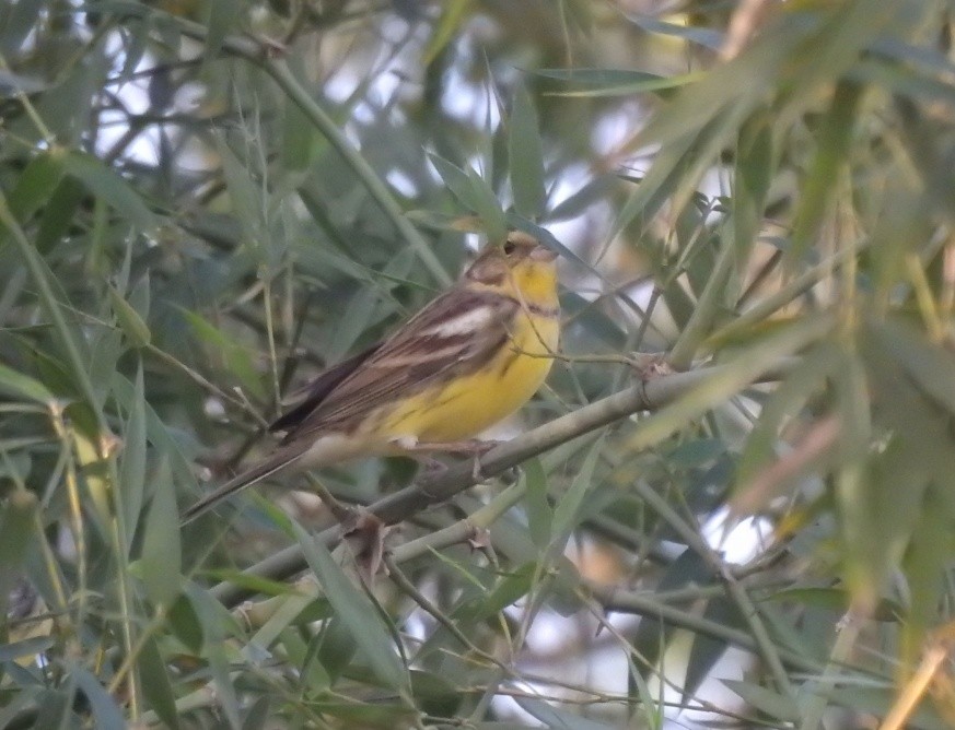 Yellow-breasted Bunting - 中大翼境 wings