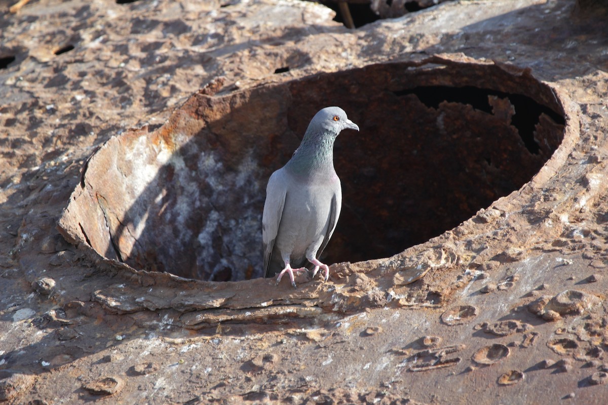 Rock Pigeon (Feral Pigeon) - Vyom Vyas