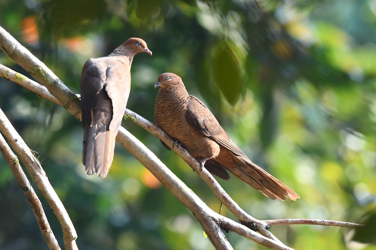 Andaman Cuckoo-Dove - Sriram Reddy