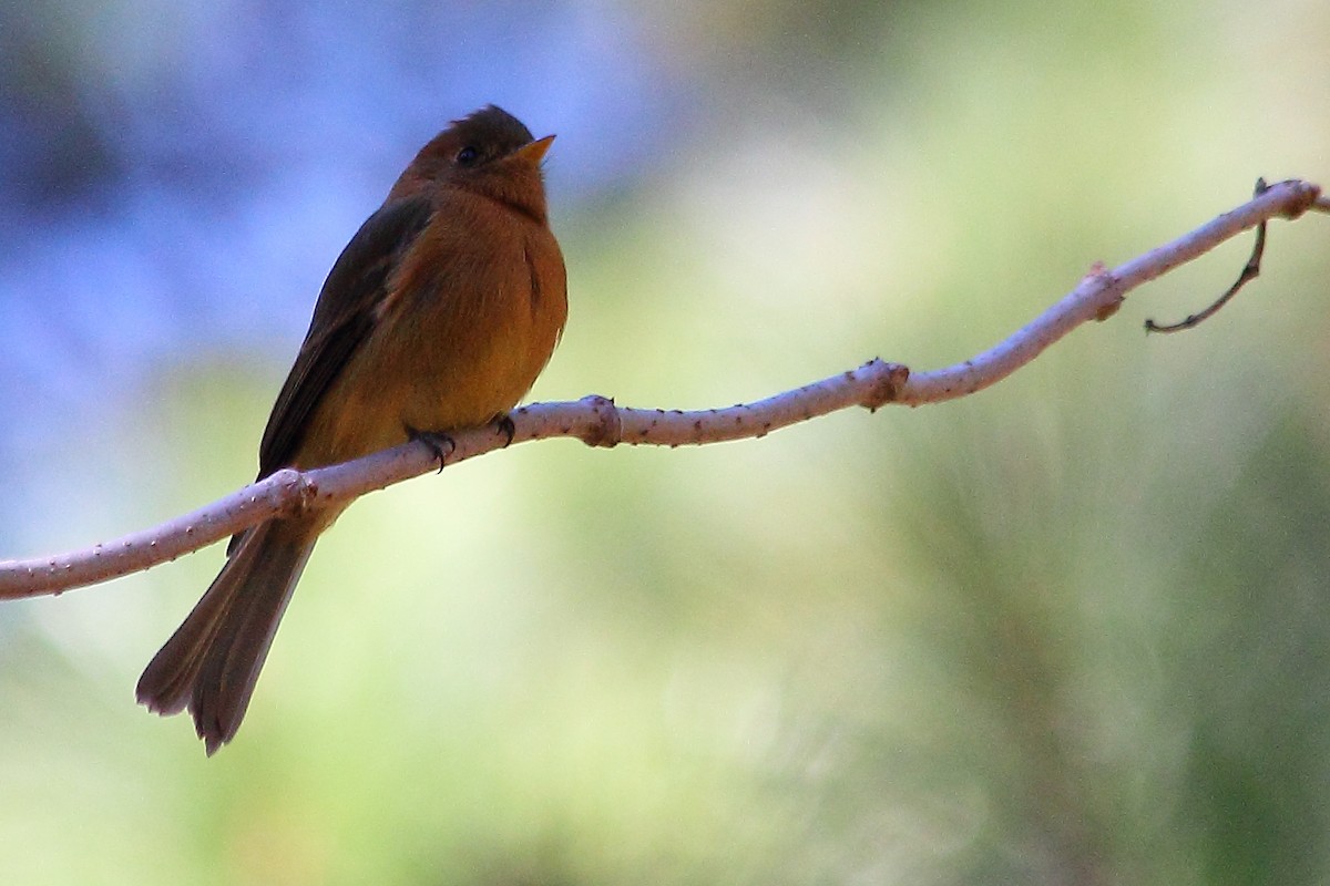 Tufted Flycatcher - Ryan Candee
