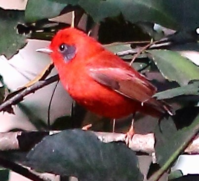 Red Warbler - Ryan Candee