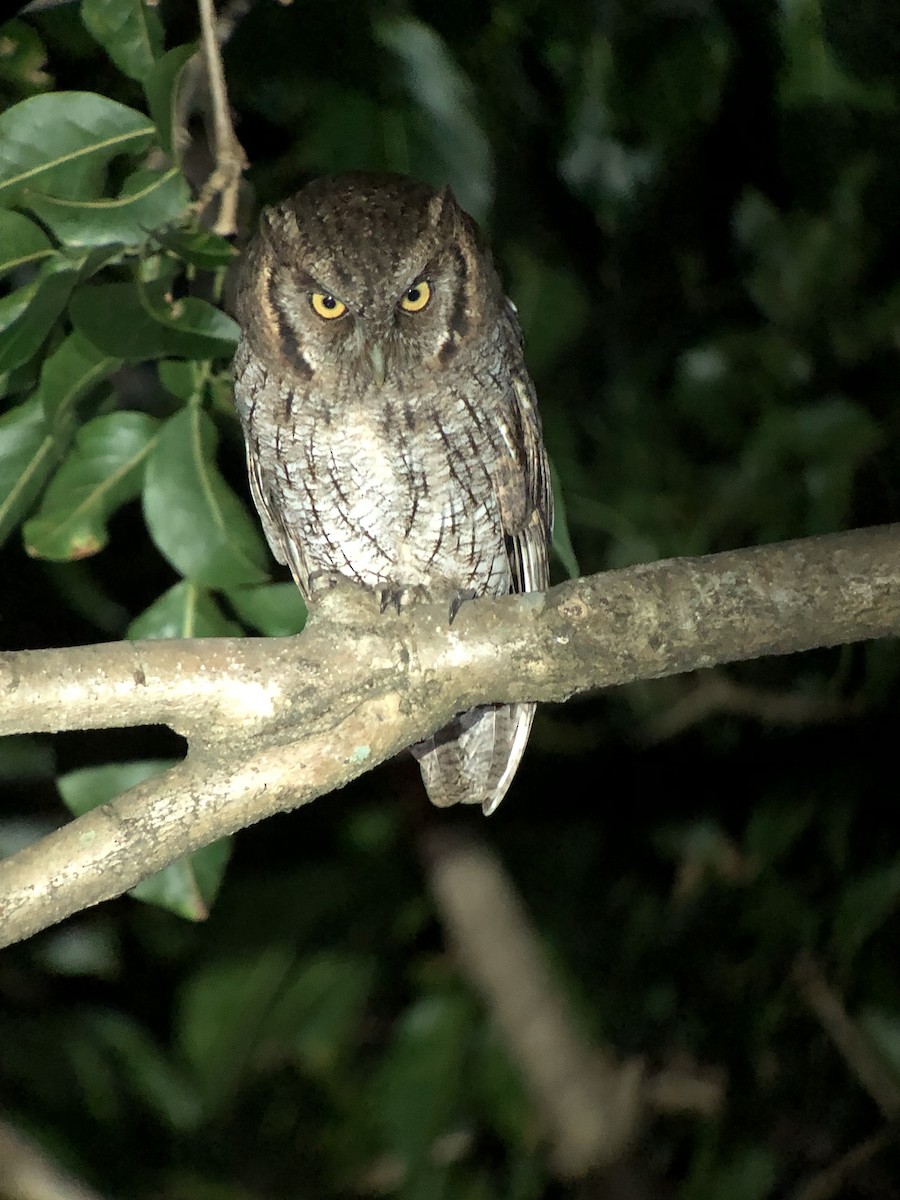 Tropical Screech-Owl - Mario Córdoba H.