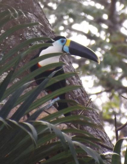 White-throated Toucan - Andres  Otero Enciso