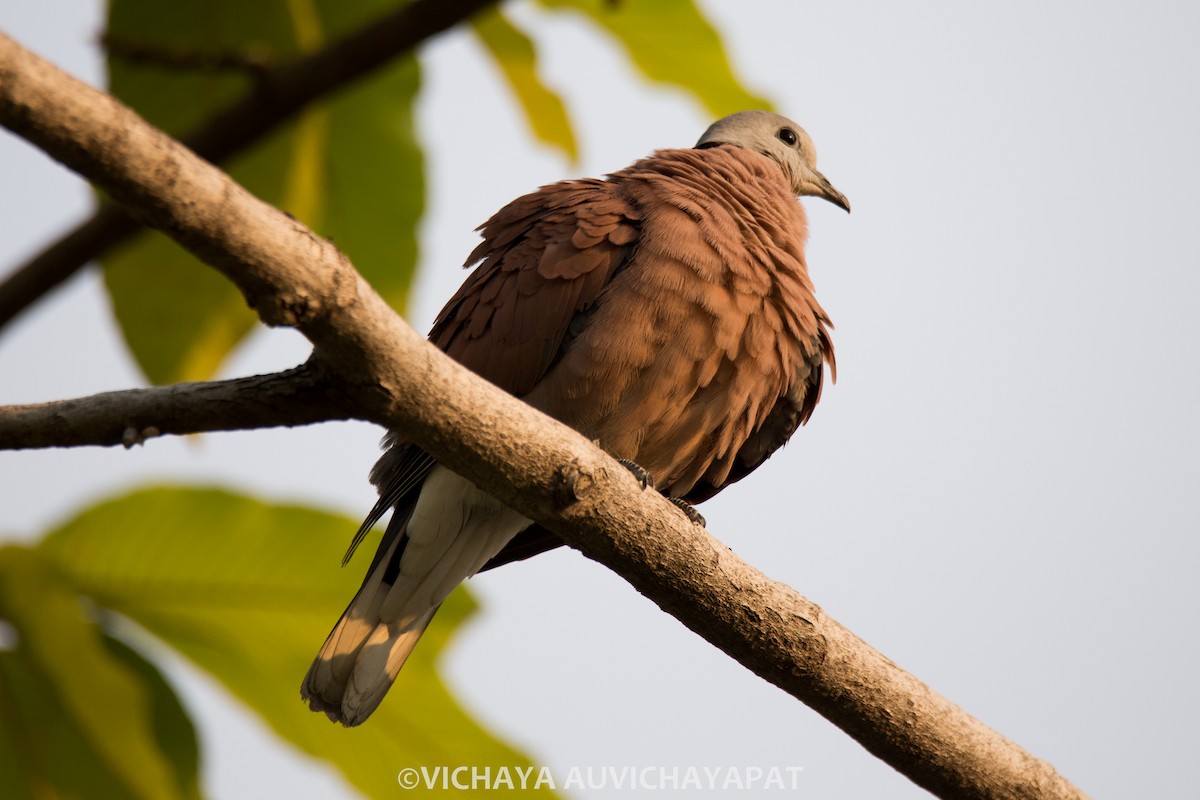 Red Collared-Dove - ML138140021