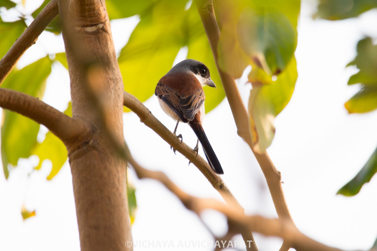 Burmese Shrike - Vichaya Auvichayapat