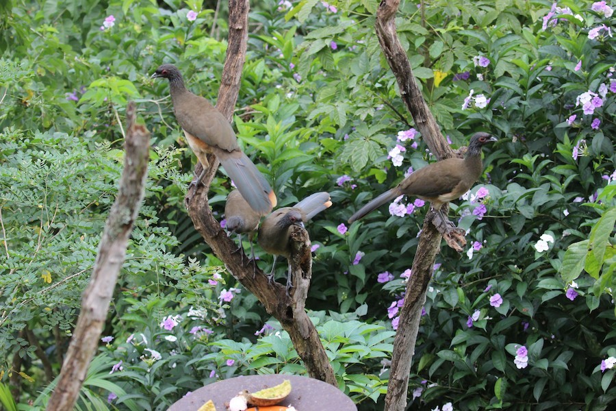 West Mexican Chachalaca - ML138141061