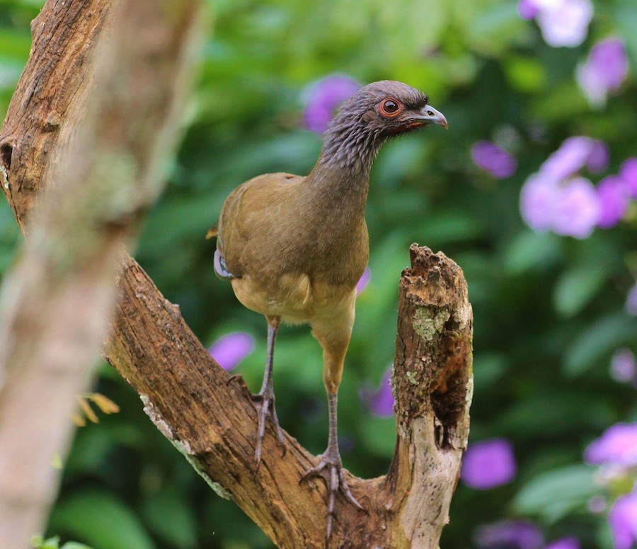 West Mexican Chachalaca - ML138141071