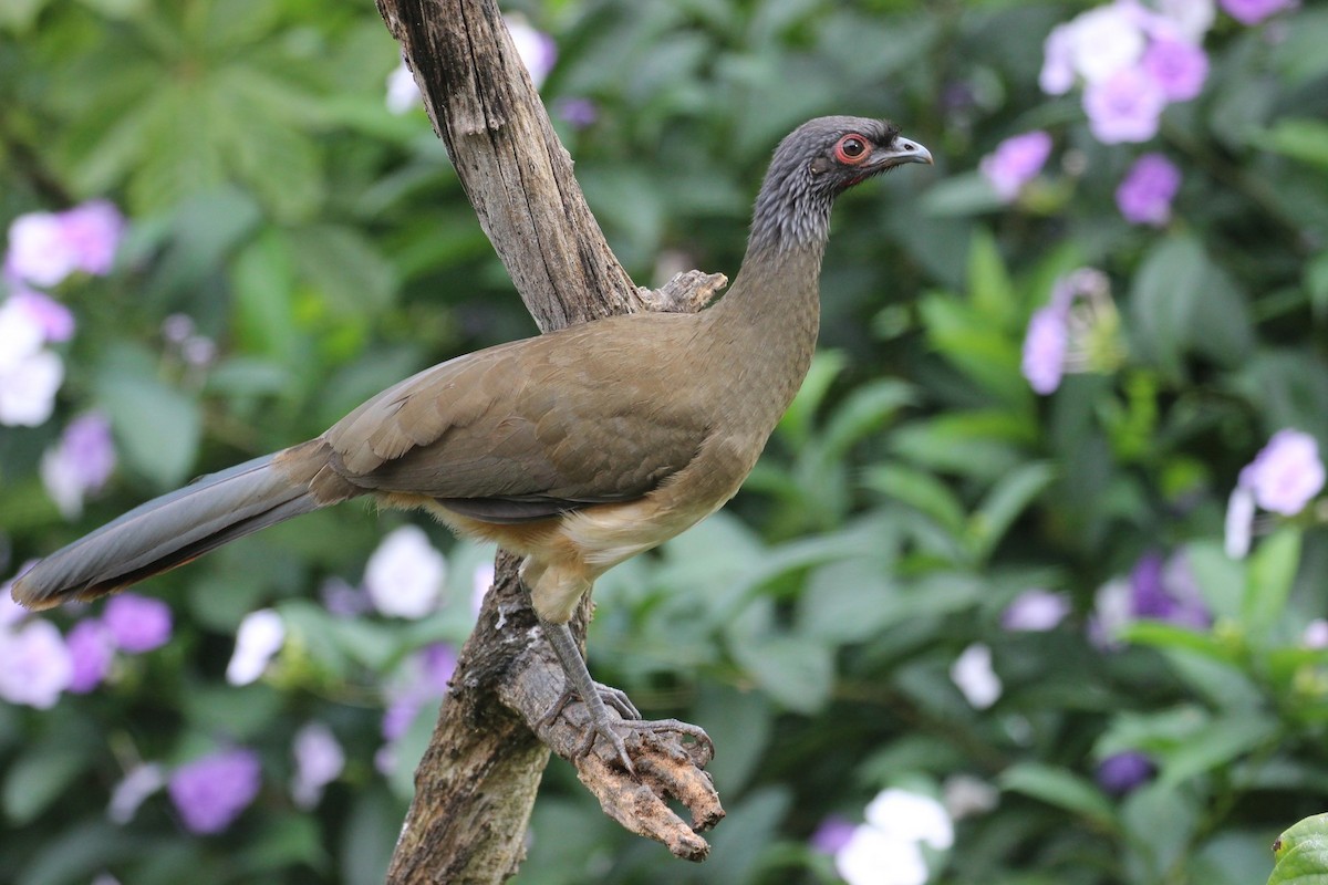 West Mexican Chachalaca - ML138141081