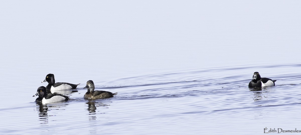 Ring-necked Duck - Edith Desmeules