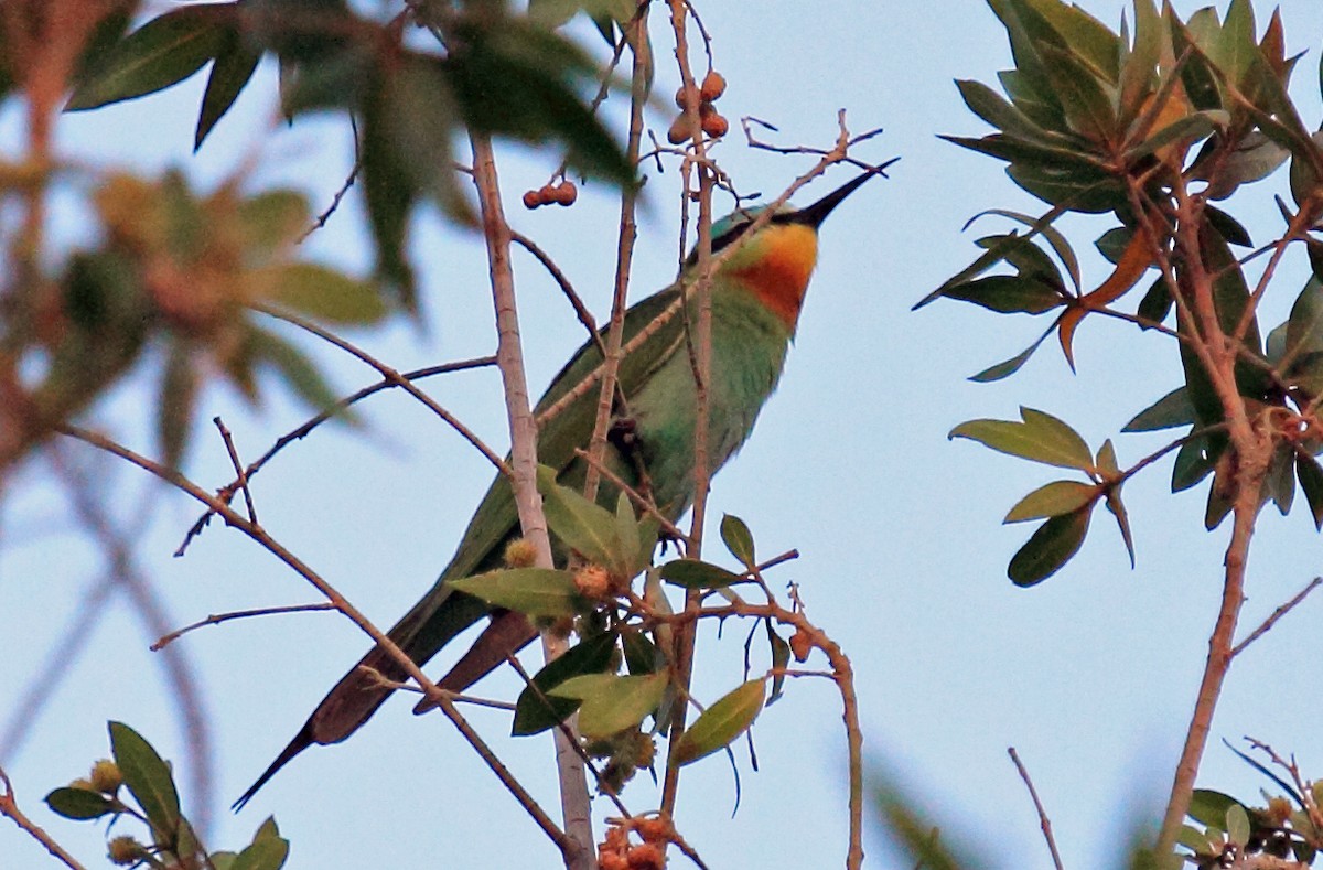 Blue-cheeked Bee-eater - ML138145081