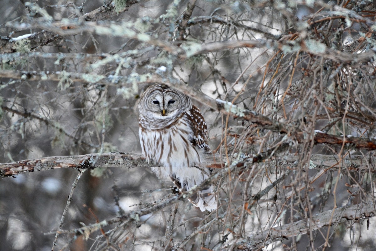 Barred Owl - ML138145581