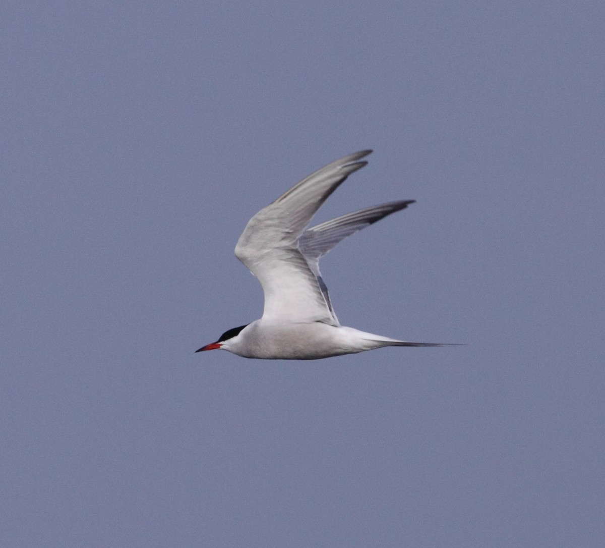 Common Tern - ML138145971