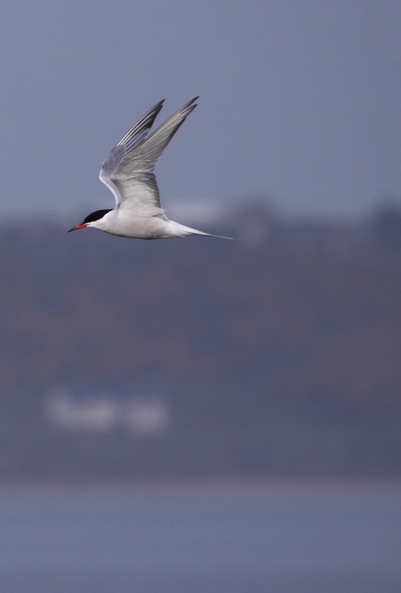 Common Tern - Andrew Steele