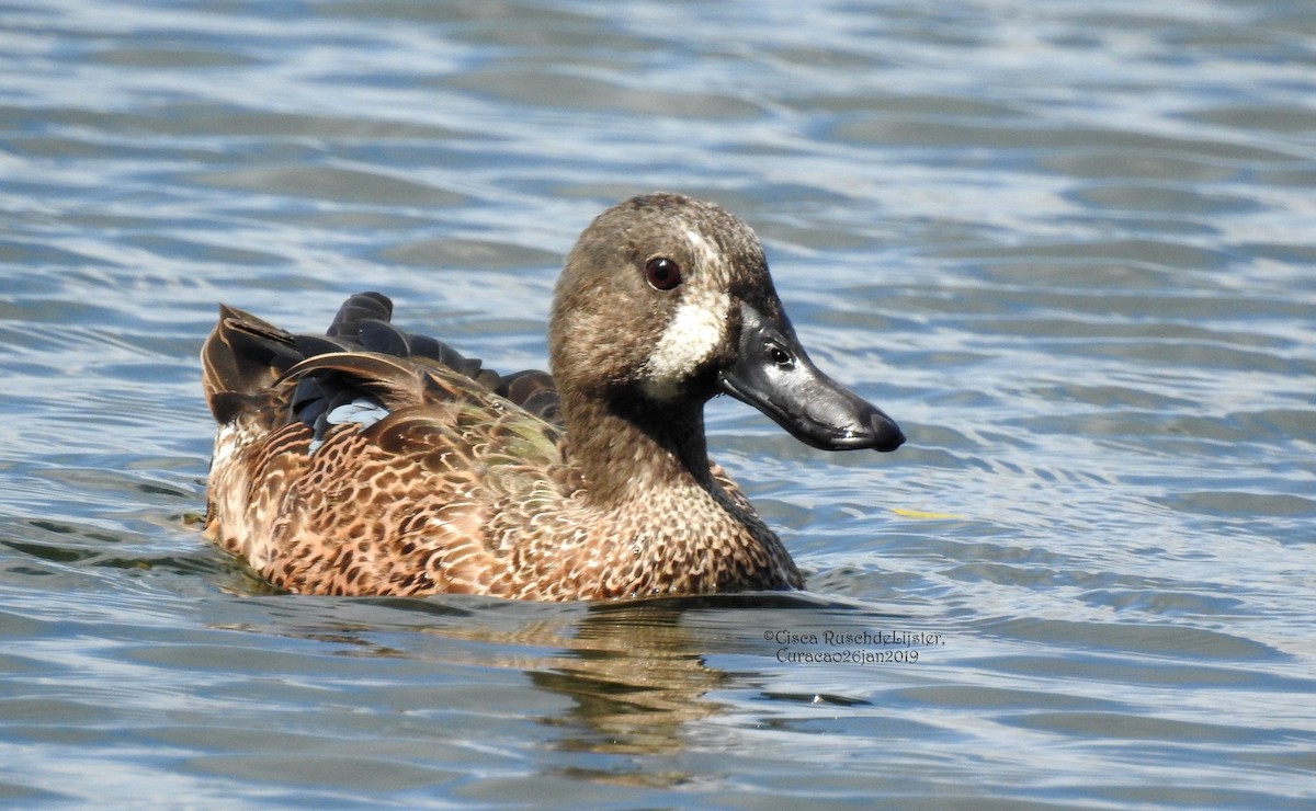 Blue-winged Teal - ML138146251