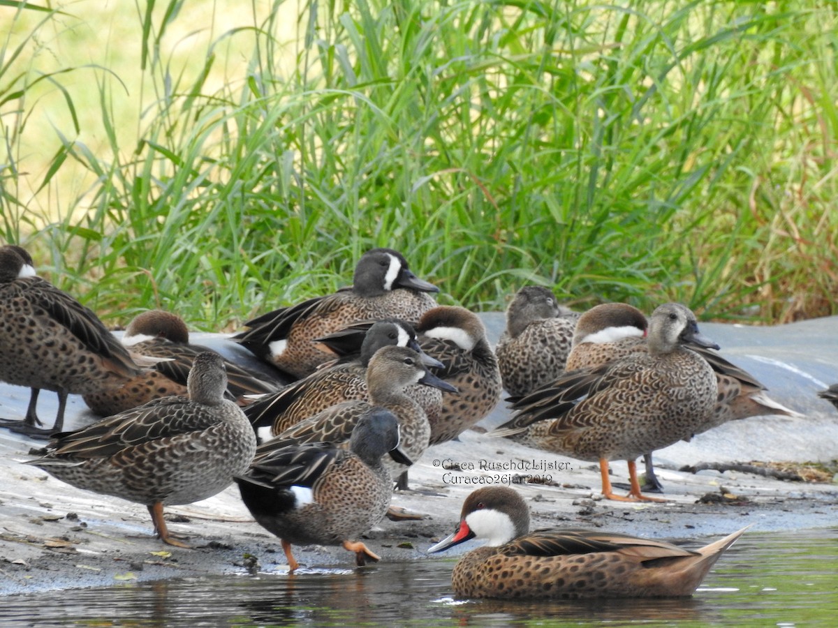 Blue-winged Teal - ML138146291