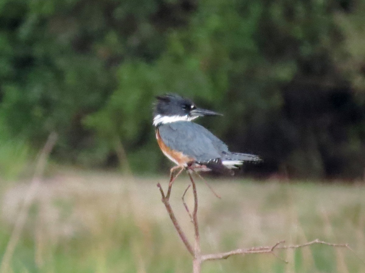 Belted Kingfisher - ML138147361