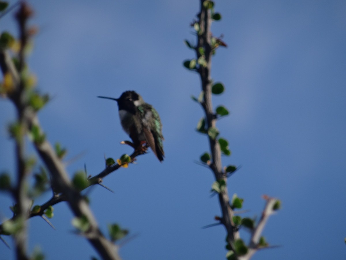 Costa's Hummingbird - ML138147721