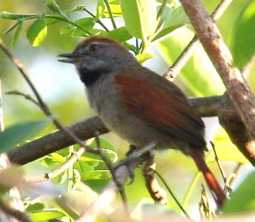 Sooty-fronted Spinetail - Todd Pepper