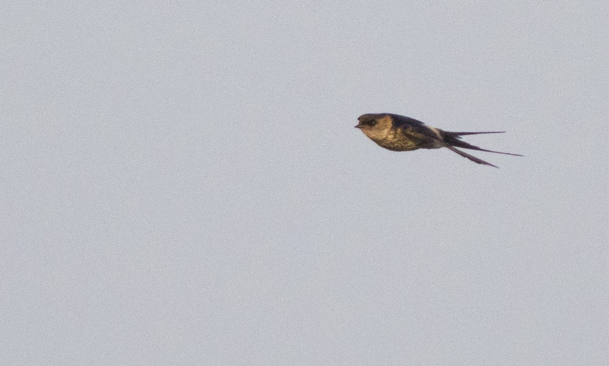 Red-rumped Swallow - ML138149031