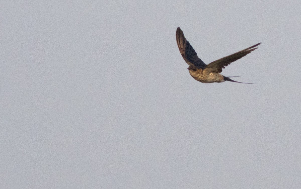 Red-rumped Swallow - ML138149041