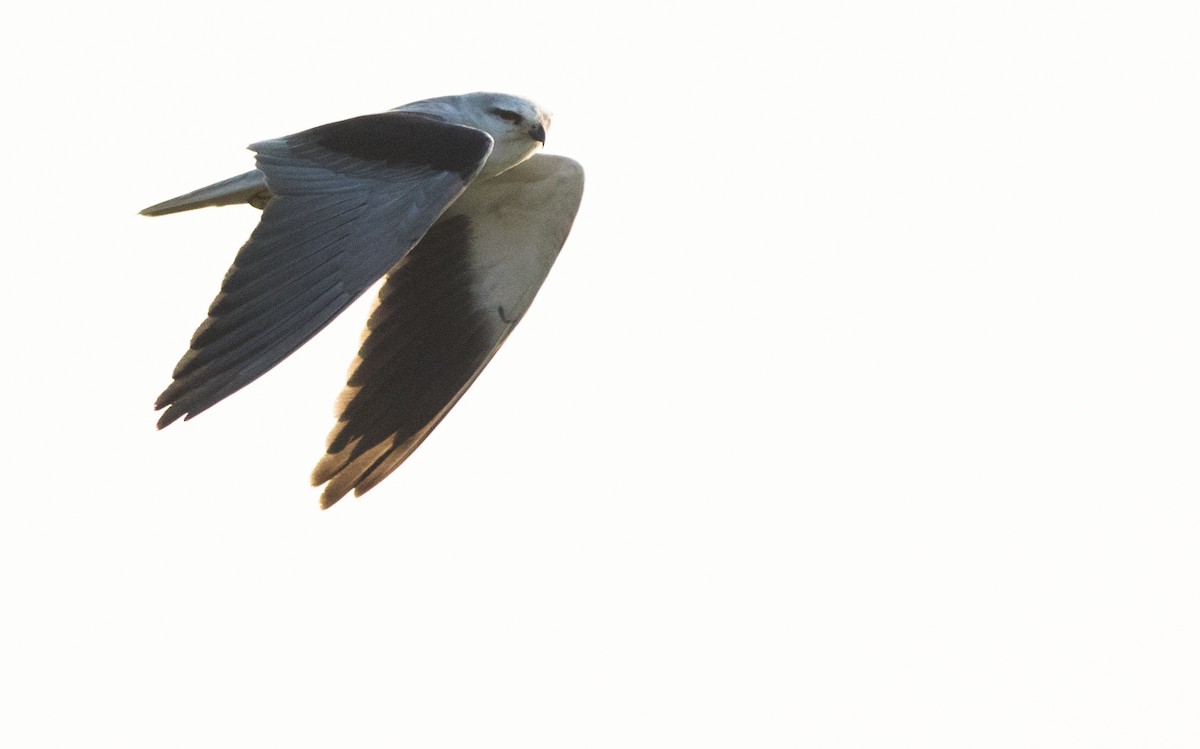 Black-winged Kite - Joachim Bertrands