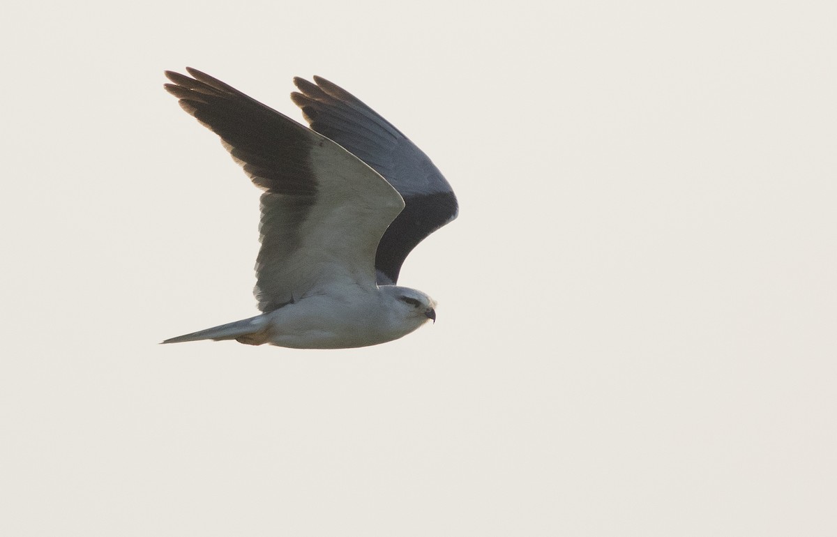 Black-winged Kite - ML138149361