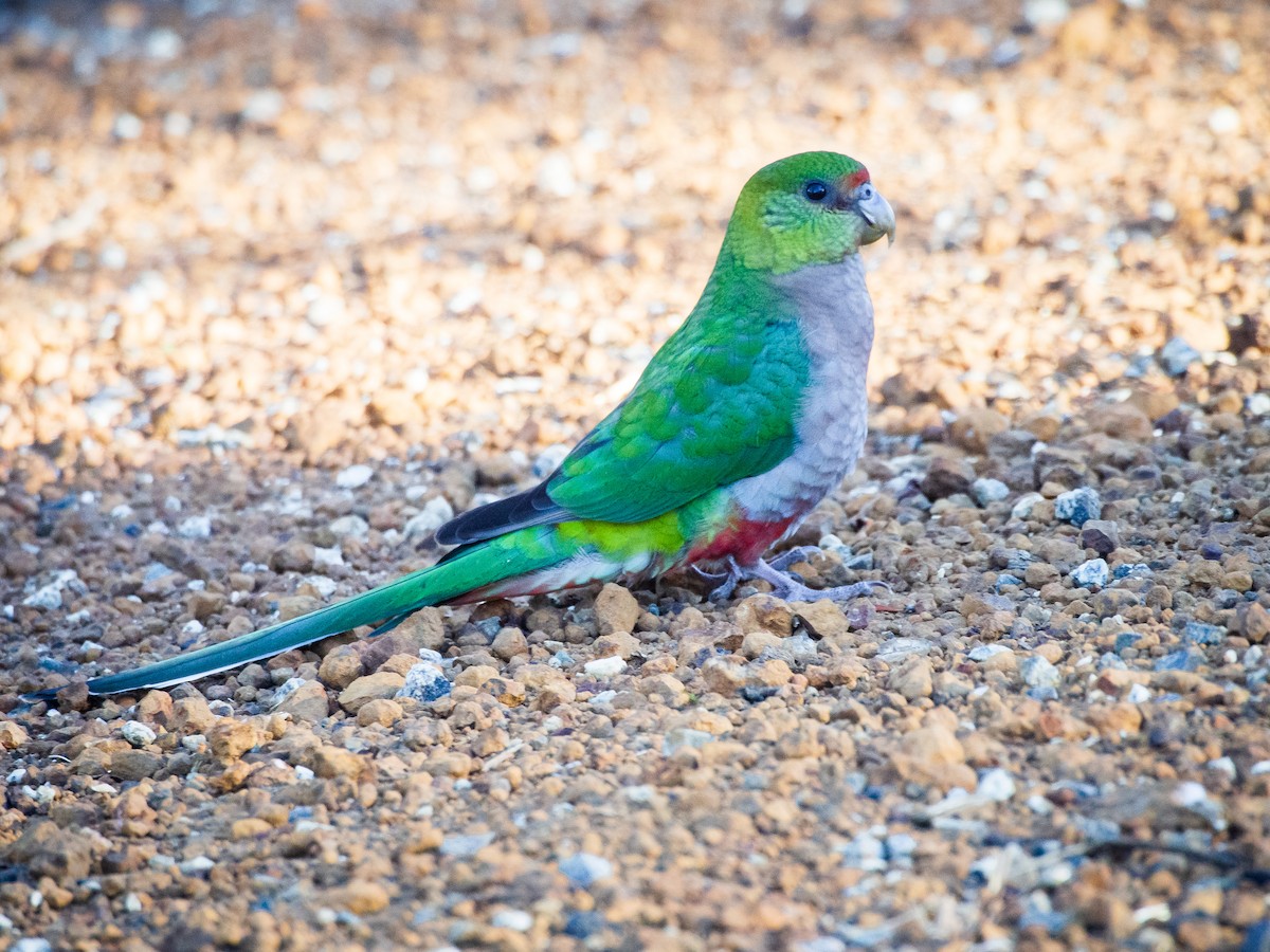 Red-capped Parrot - Alistair Walsh