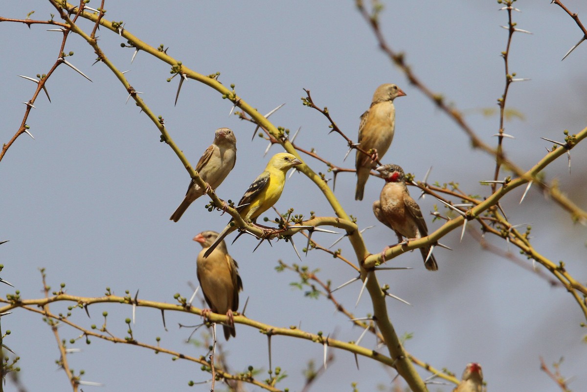 Sudan Golden Sparrow - Christoph Moning