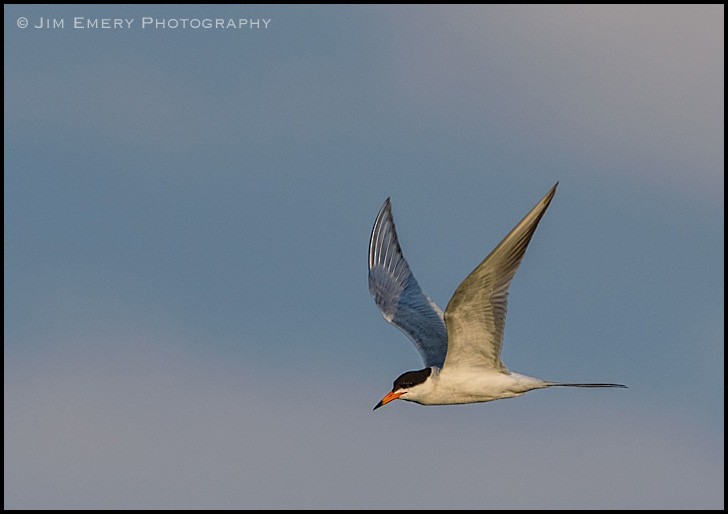 Common Tern - Jim Emery