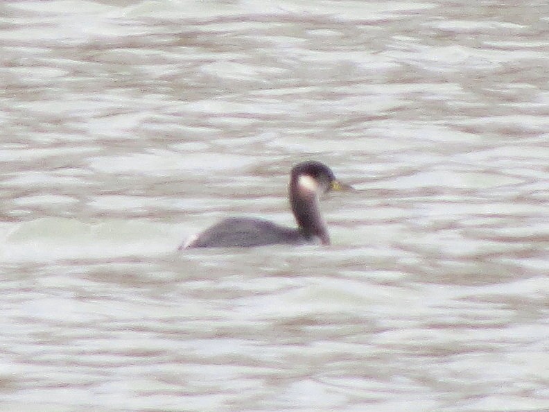 Red-necked Grebe - ML138157371