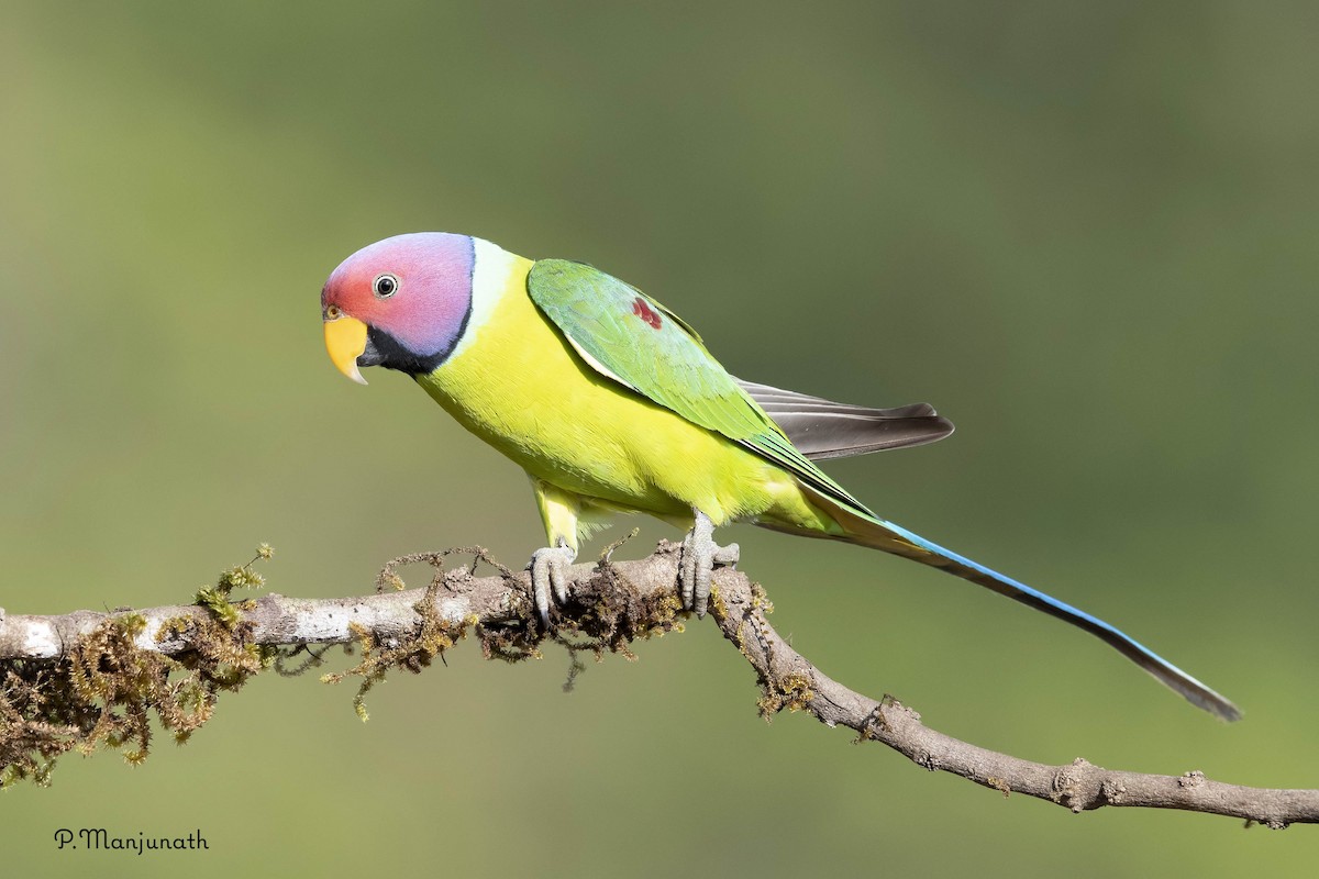 Plum-headed Parakeet - Prabhakar Manjunath