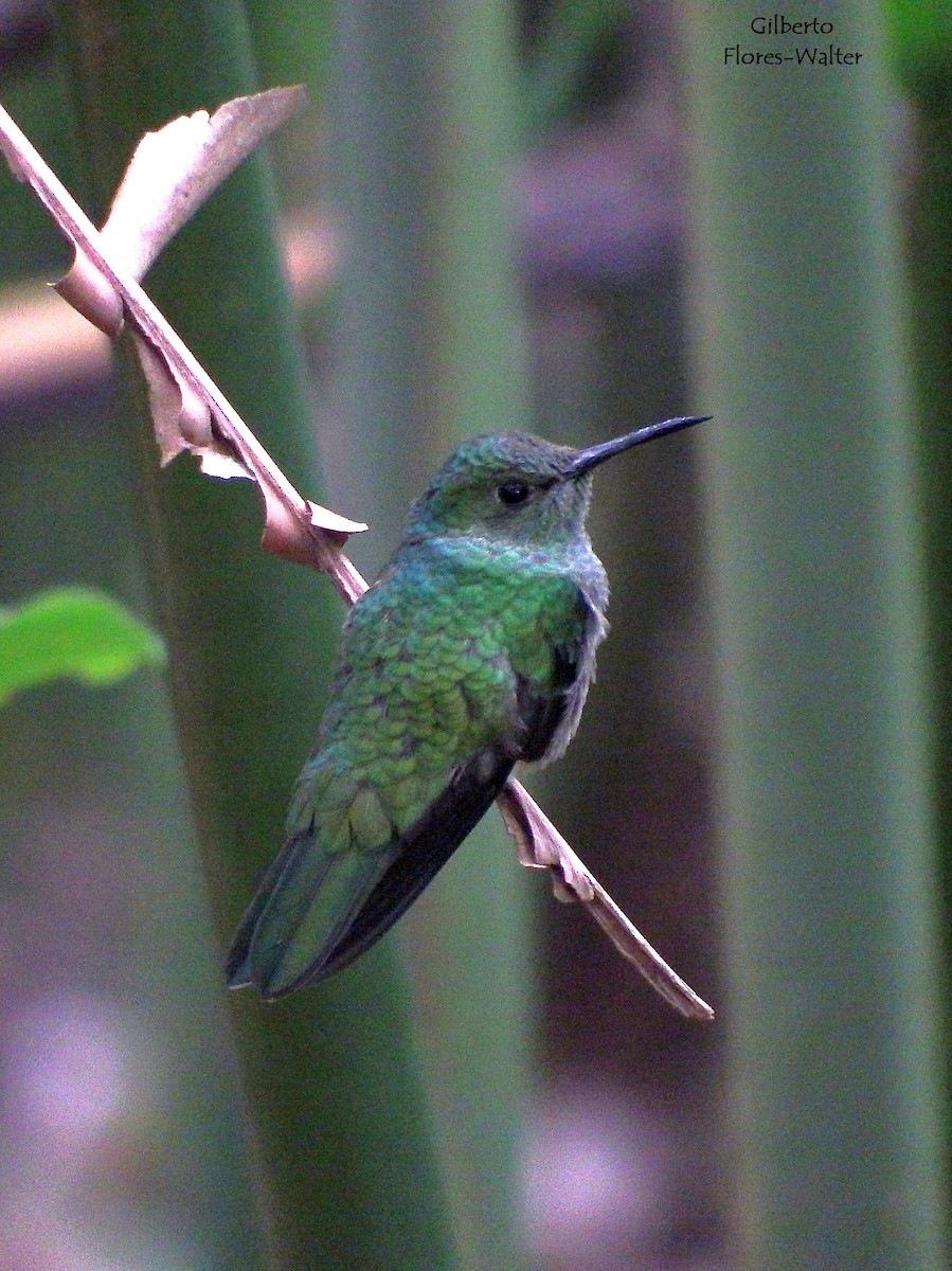 Scaly-breasted Hummingbird - Gilberto Flores-Walter (Feathers Birding)