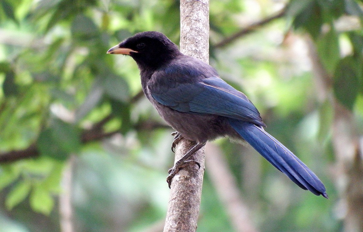 Bushy-crested Jay - Gilberto Flores-Walter (Feathers Birding)