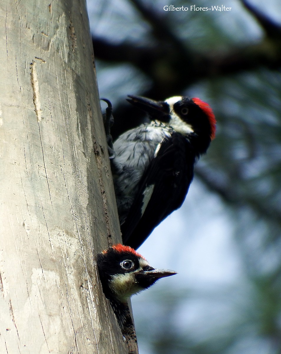 Acorn Woodpecker - ML138164901