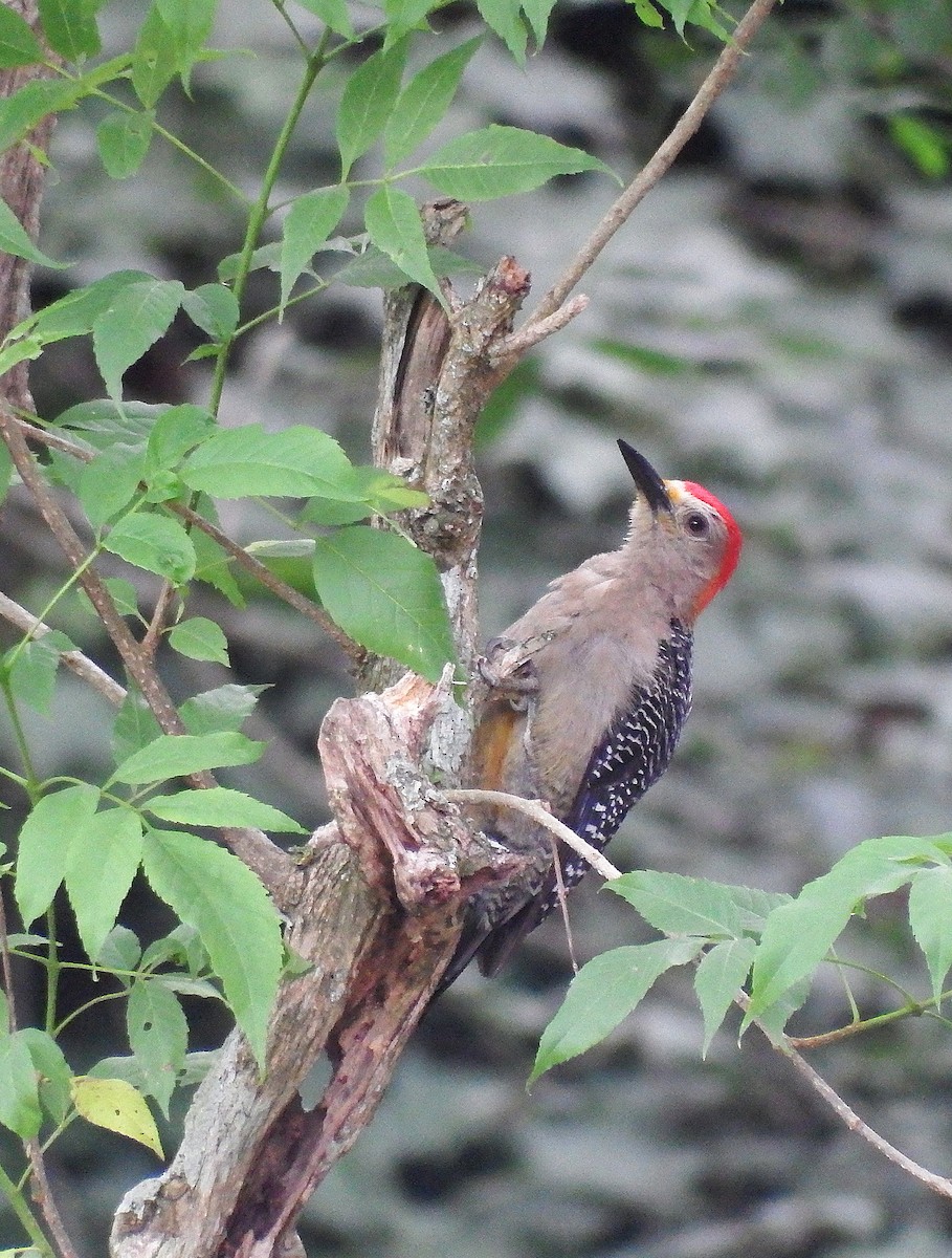 Golden-fronted Woodpecker - ML138164961