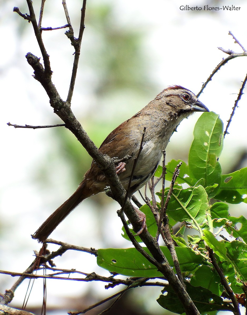 Rusty Sparrow - Gilberto Flores-Walter (Feathers Birding)