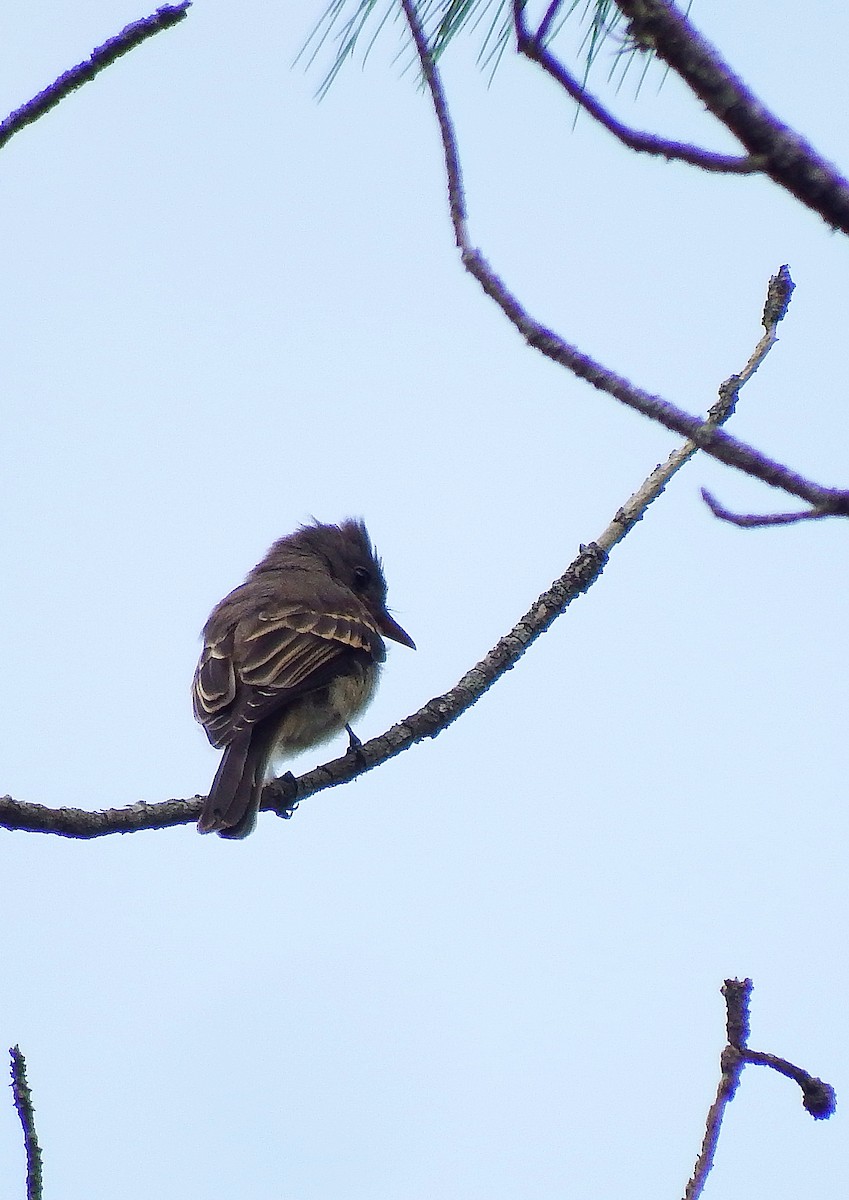 Greater Pewee - ML138165161