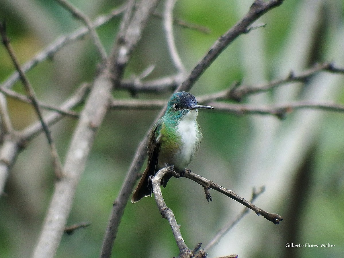 Azure-crowned Hummingbird - ML138165381
